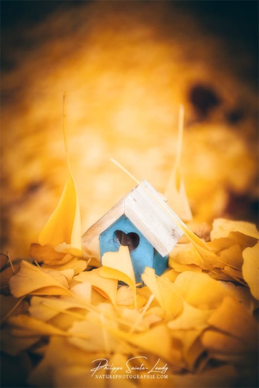 Des feuilles jaune de ginkgo tombent sur une mangeoire à oiseaux