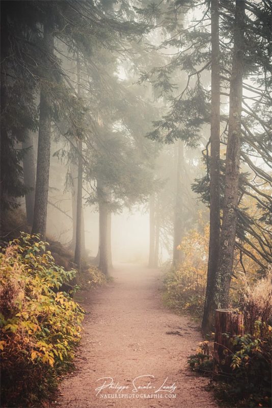 Forêt en automne et dans la brume