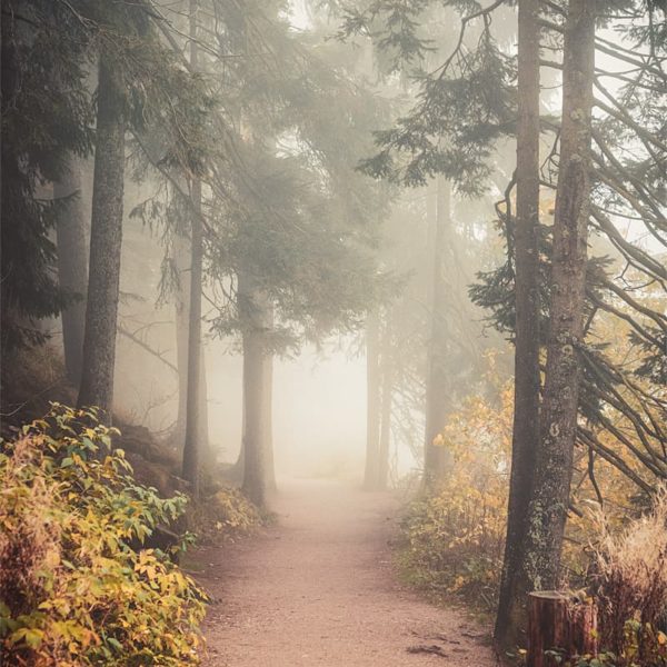 The Smell of the Forest Forêt en automne et dans la brume