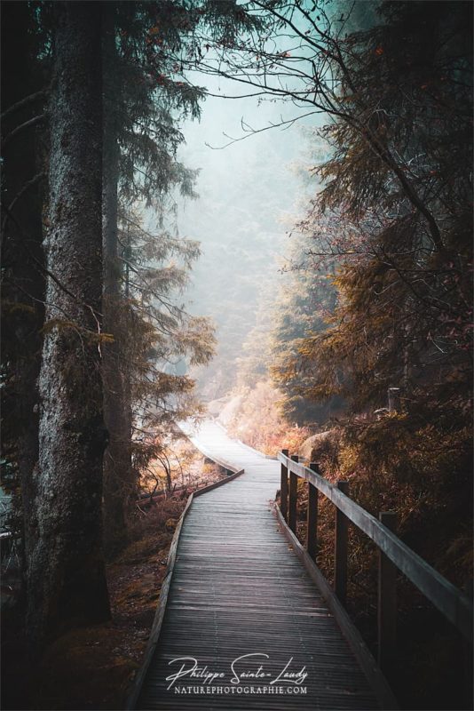 Chemin et sentiers en forêt