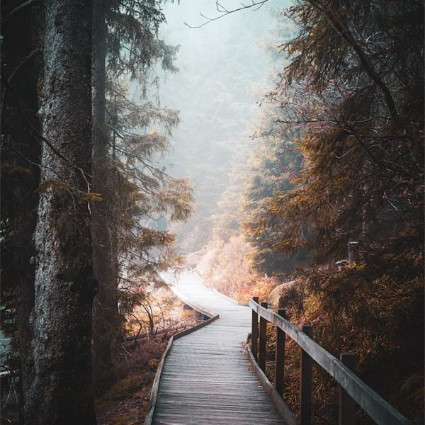 The Tunnel Chemin et sentiers en forêt