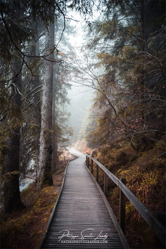 Balade en forêt autour du Mummelsee