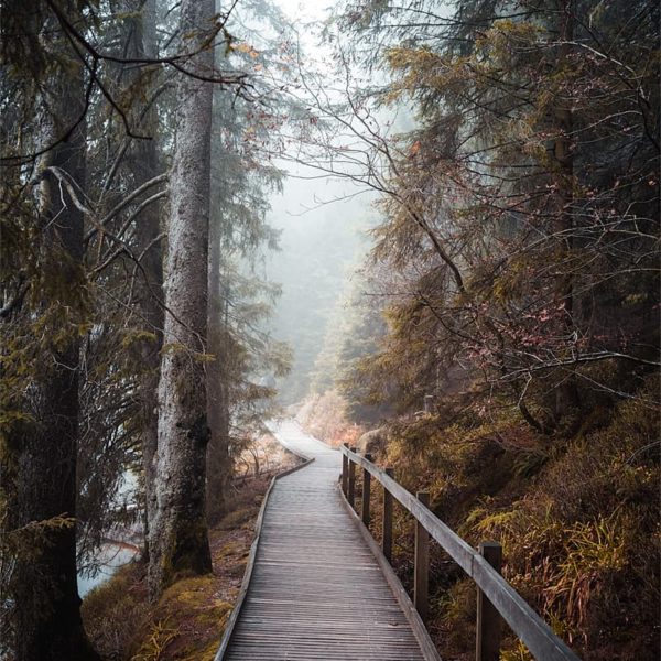 The Winding Path Balade en forêt autour du Mummelsee