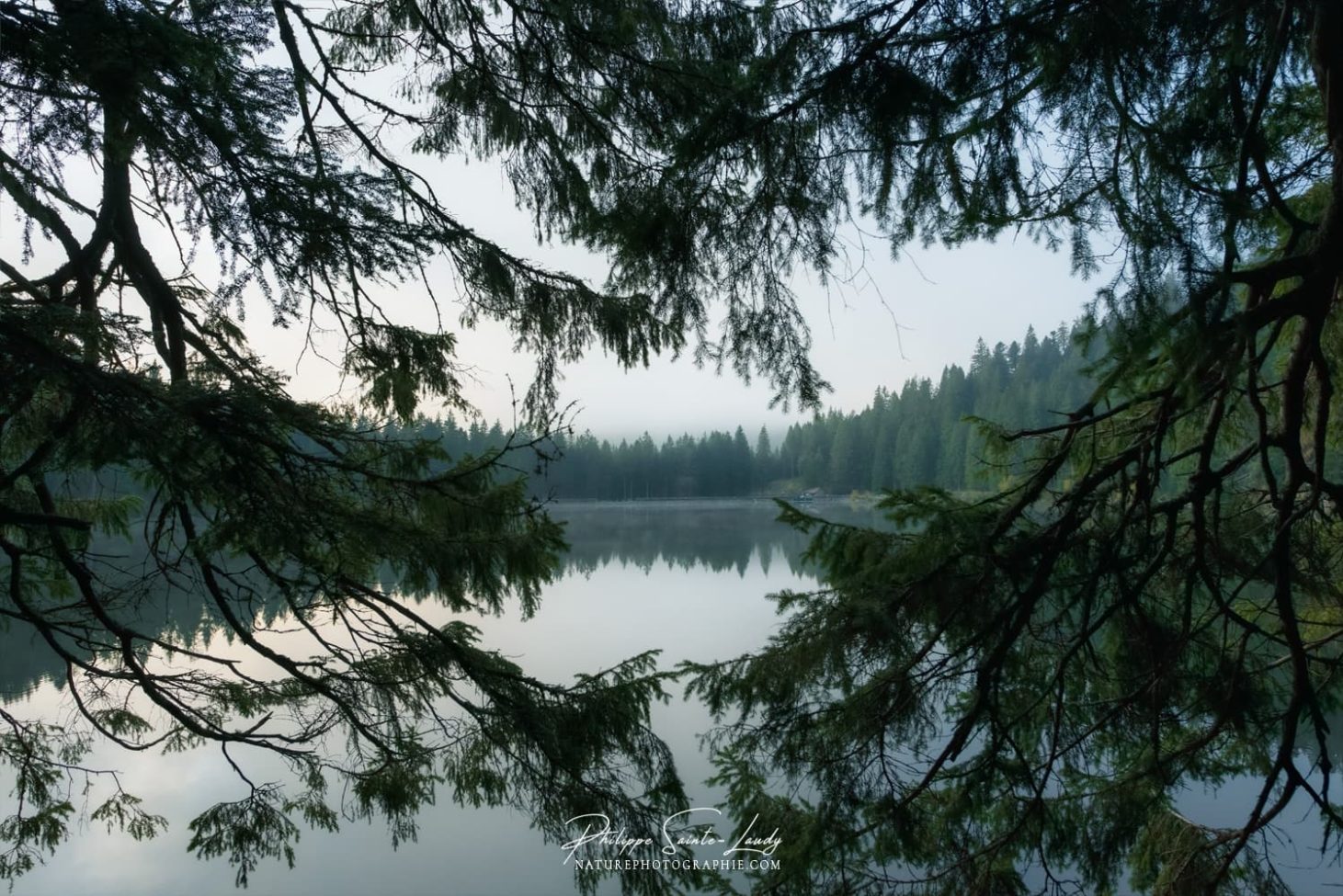 Photo à travers les sapins du Lac Vert
