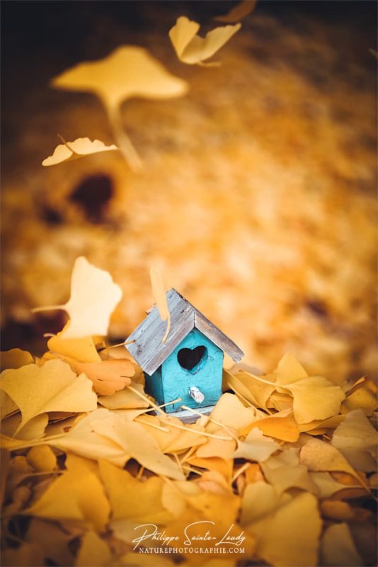 Nichoir en bois sur des feuilles de ginkgo