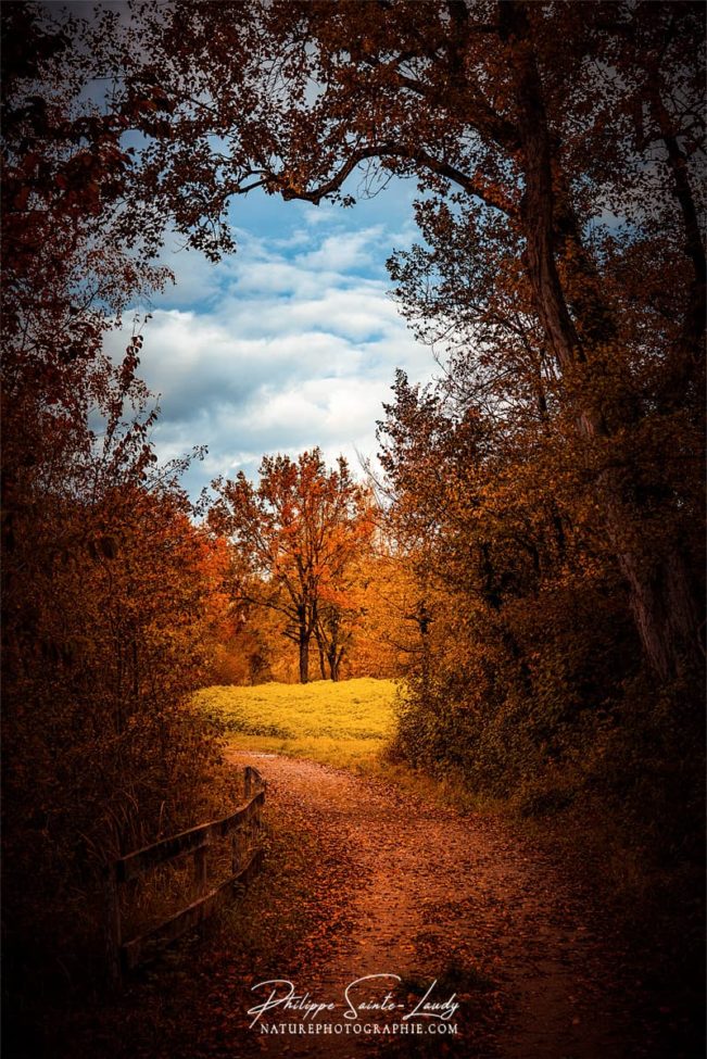 Sentier avec vue sur paysage d'automne