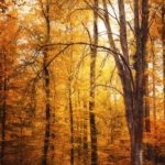 Photo d'automne dans une forêt jaune