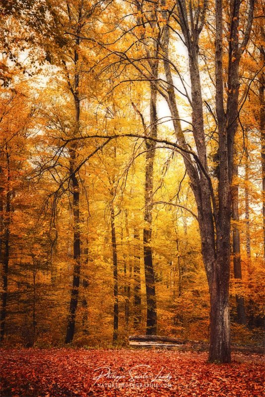 Photo d'automne dans une forêt jaune