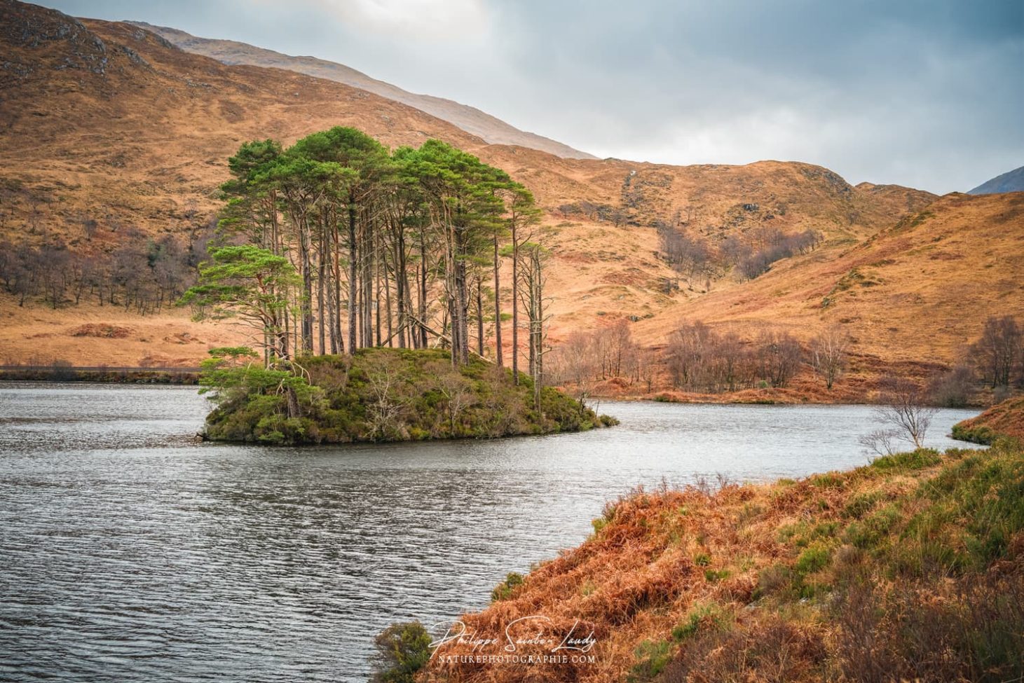 Un îlot d'arbres sur le Loch Eilt