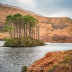 Un îlot d'arbres sur le Loch Eilt