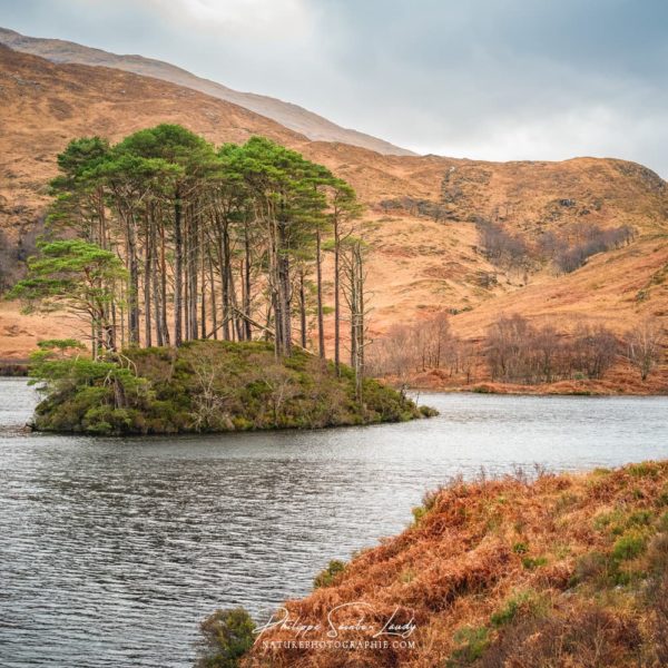 All in Your Head Un îlot d'arbres sur le Loch Eilt
