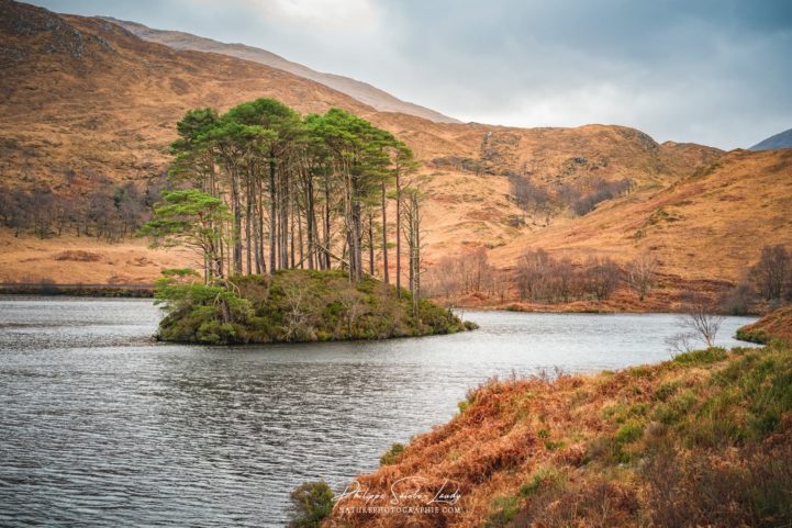 Un îlot d'arbres sur le Loch Eilt