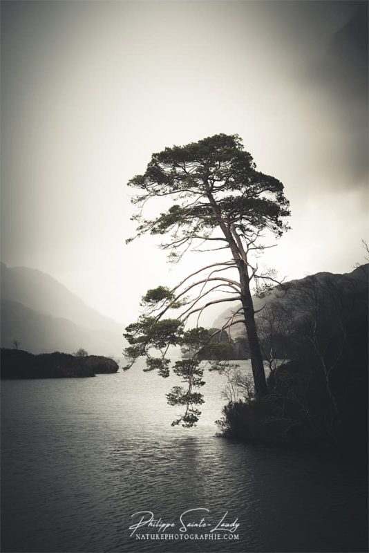 Un arbre en contre-jour sur le Loch Eilt en Écosse