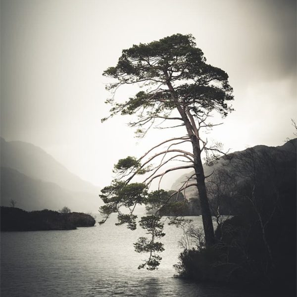 Alone in the Light Un arbre en contre-jour sur le Loch Eilt en Écosse