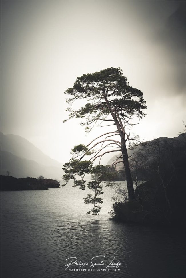 Un arbre en contre-jour sur le Loch Eilt en Écosse