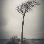 Photo d'un arbre par temps couvert