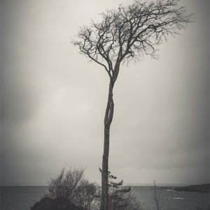 Alone in the Wind Photo d'un arbre par temps couvert