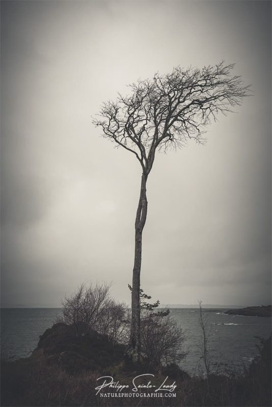 Photo d'un arbre par temps couvert