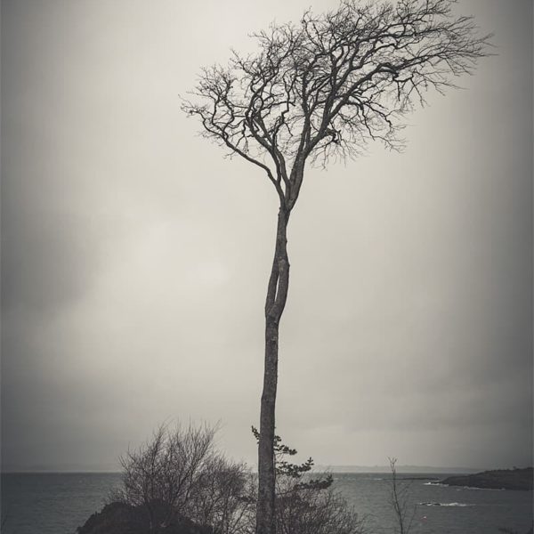 Alone in the Wind Photo d'un arbre par temps couvert