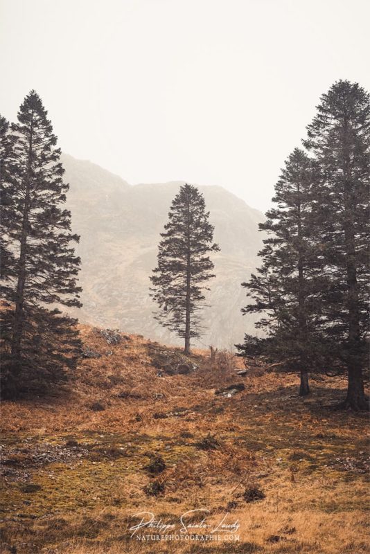 Sapins dans les Highlands