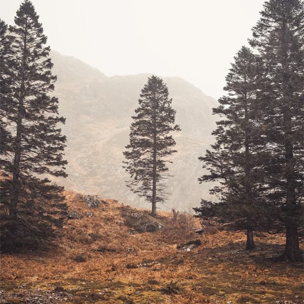 Entourage Sapins dans les Highlands
