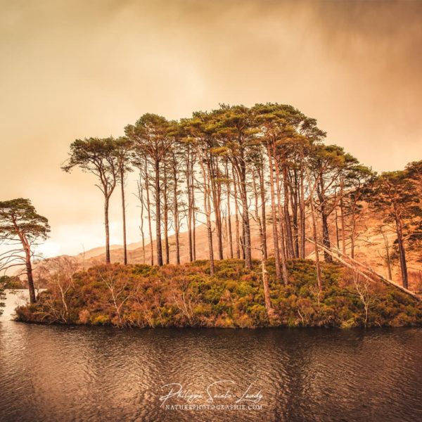 Picturesque Loch Eilt Photo de l'îlot d'arbres du Loch Eilt