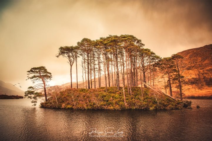 Photo de l'îlot d'arbres du Loch Eilt