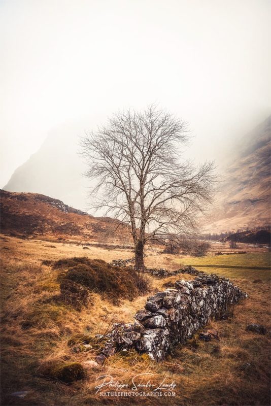 Arbre et muret dans les Highlands en Écosse