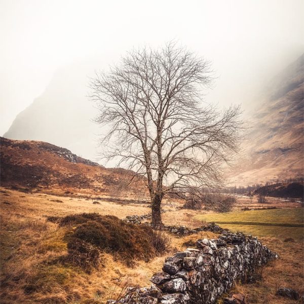 Resilience Arbre et muret dans les Highlands en Écosse