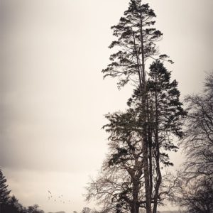 Right like an I Un arbre droit comme un i