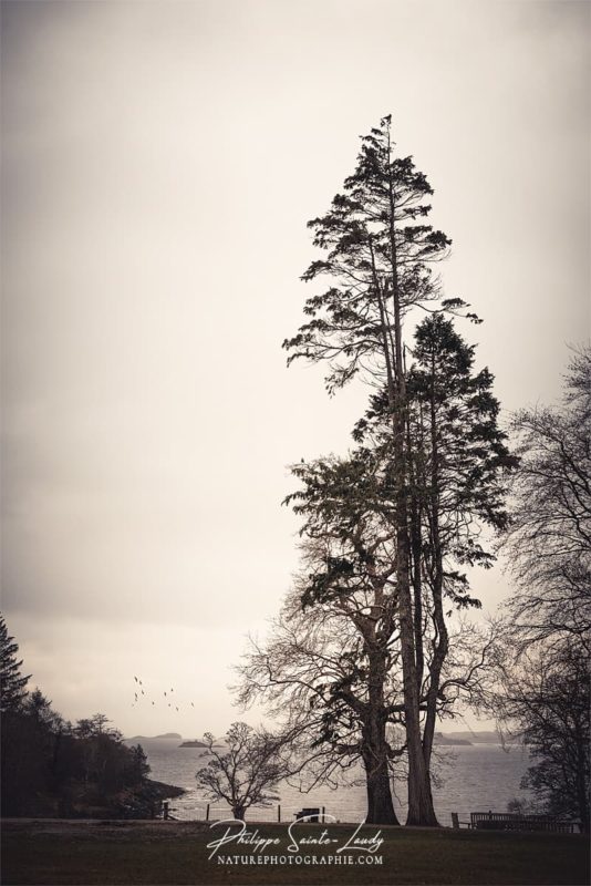 Un arbre droit comme un i