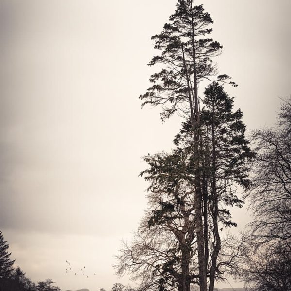 Right like an I Un arbre droit comme un i