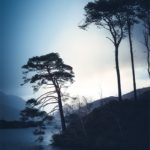 Photos d'arbres en Écosse