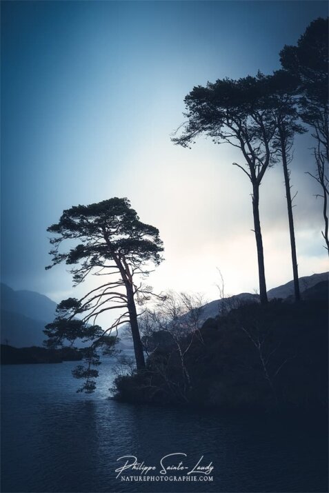 Photos d'arbres en Écosse