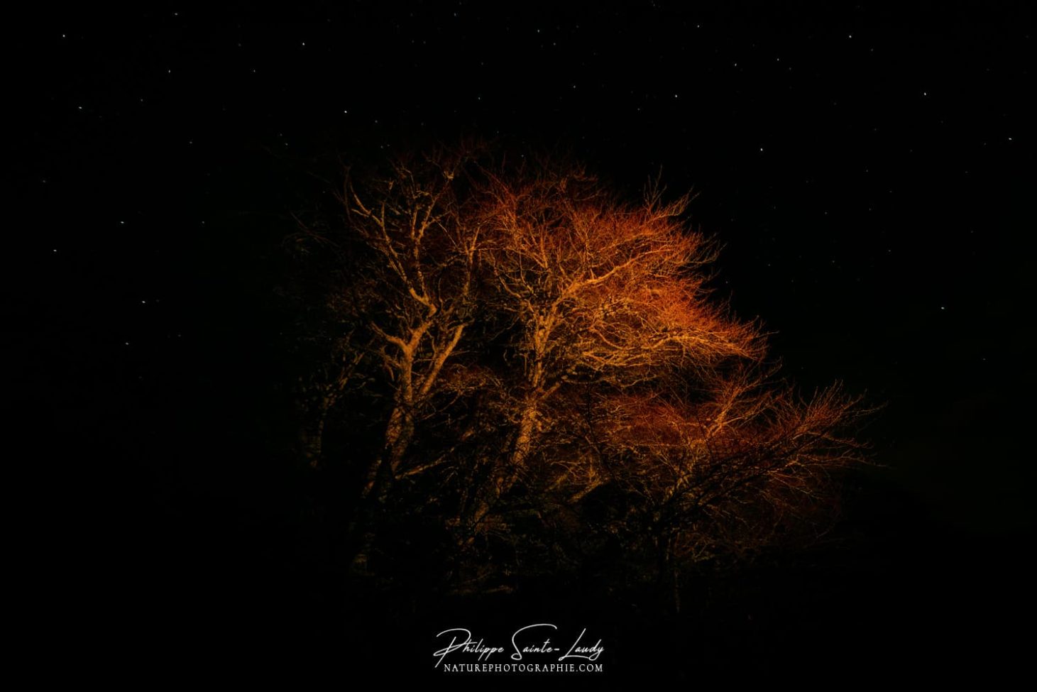 Photo d'un arbre la nuit