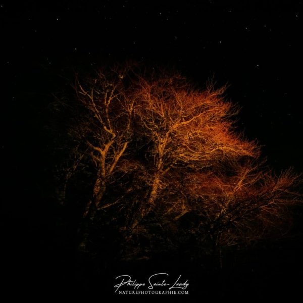 Trees in the Night Photo d'un arbre la nuit