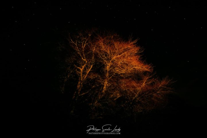 Photo d'un arbre la nuit