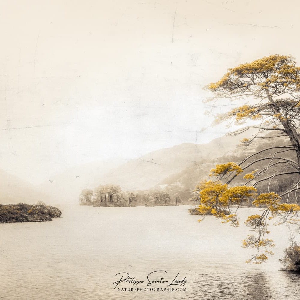 Photo avec texture d'un arbre autour du Loch Eilt