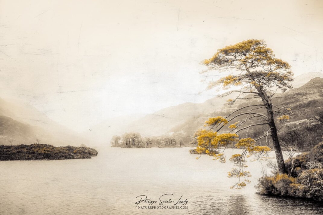 Photo avec texture d'un arbre autour du Loch Eilt