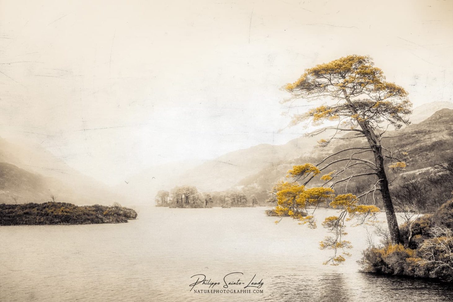 Photo avec texture d'un arbre autour du Loch Eilt