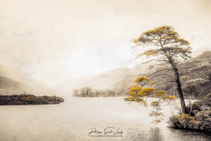 Photo avec texture d'un arbre autour du Loch Eilt
