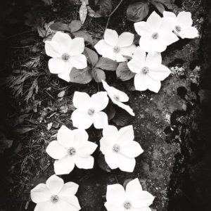 Dogwood Blossoms Dogwood Blossoms © Ansel Adams