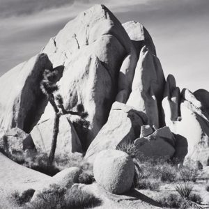 In Joshua Tree In Joshua Tree © Ansel Adams