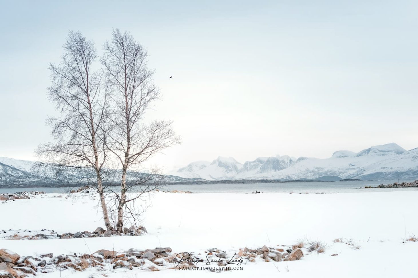 Un fjord enneigé sur les îles Lofoten