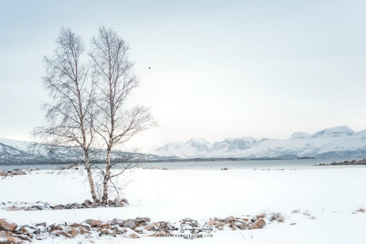 Un fjord enneigé sur les îles Lofoten