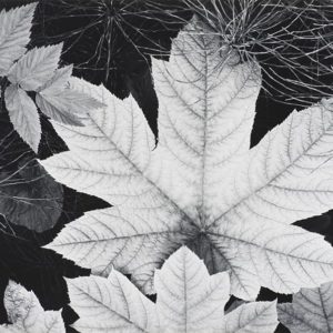 Leaf, Glacier Bay Leaf, Glacier Bay © Ansel Adams