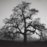 Oak Tree, Sunset City © Ansel Adams