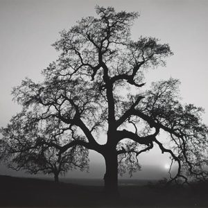 Oak Tree, Sunset City Oak Tree, Sunset City © Ansel Adams