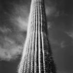 Saguaro Cactus © Ansel Adams