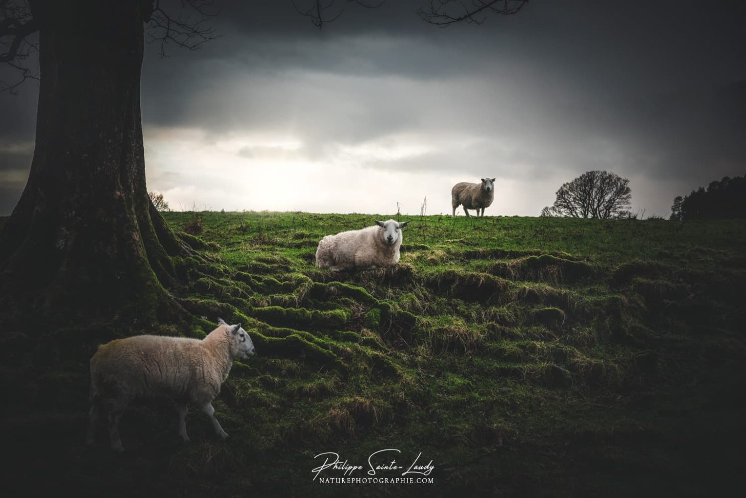 Moutons dans la nature Écossaise